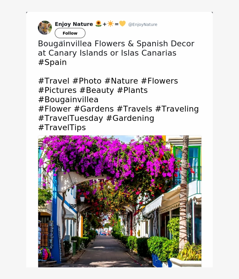 Bougainvillea Flowers &amp - Arch, transparent png download