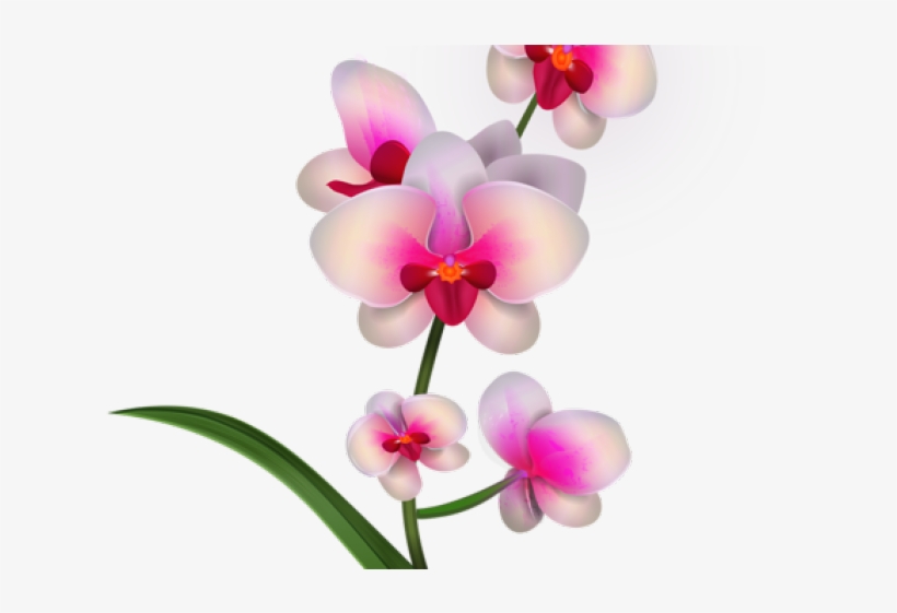 Orchid Clipart Bougainvillea - Drawing Orchids Png, transparent png download