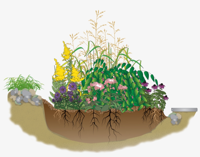 A Rain Garden Is An Attractive - Rain Garden Clip Art, transparent png download