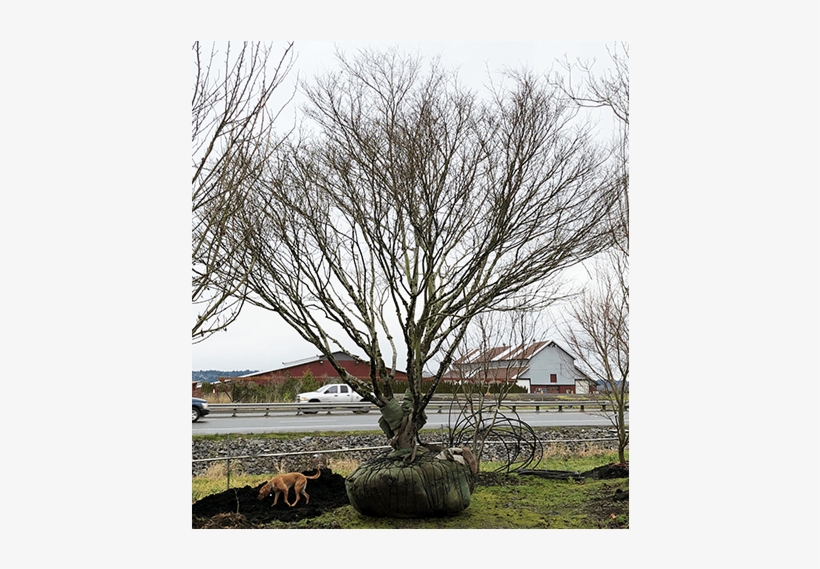 Large Specimens - River Birch, transparent png download