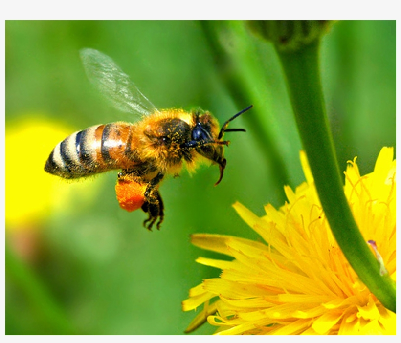 Bee Flower Mix Seedmat - Honey Bee Kansas, transparent png download