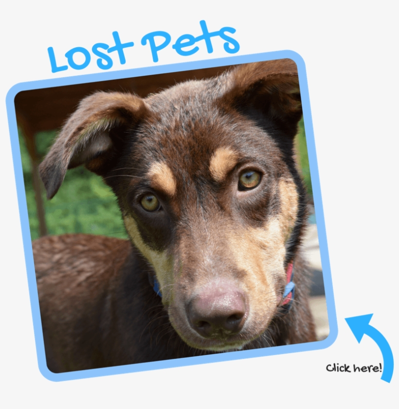 Search For Missing Pets, Or Pets Reported Lost - Companion Dog, transparent png download