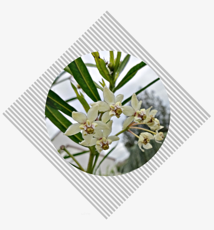 This Flower Is Completely New To Me - Yucca, transparent png download