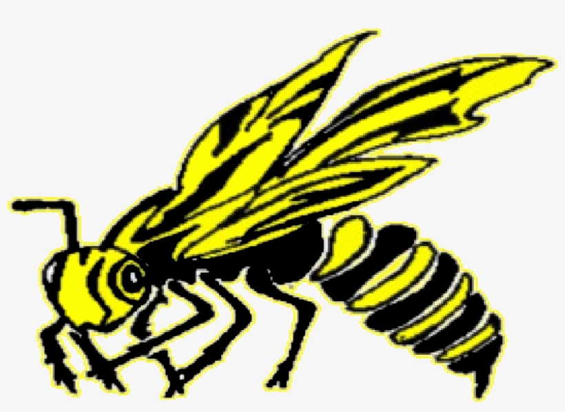 Hackett Hornets, transparent png download