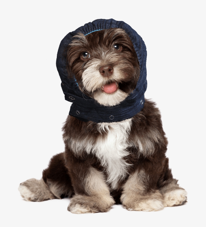 Portfolio - Bichon Frise Puppy Faces, transparent png download