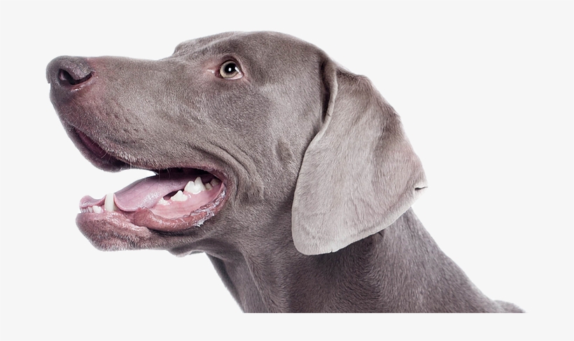 Melbourne Dog Walkers - Weimaraner, transparent png download