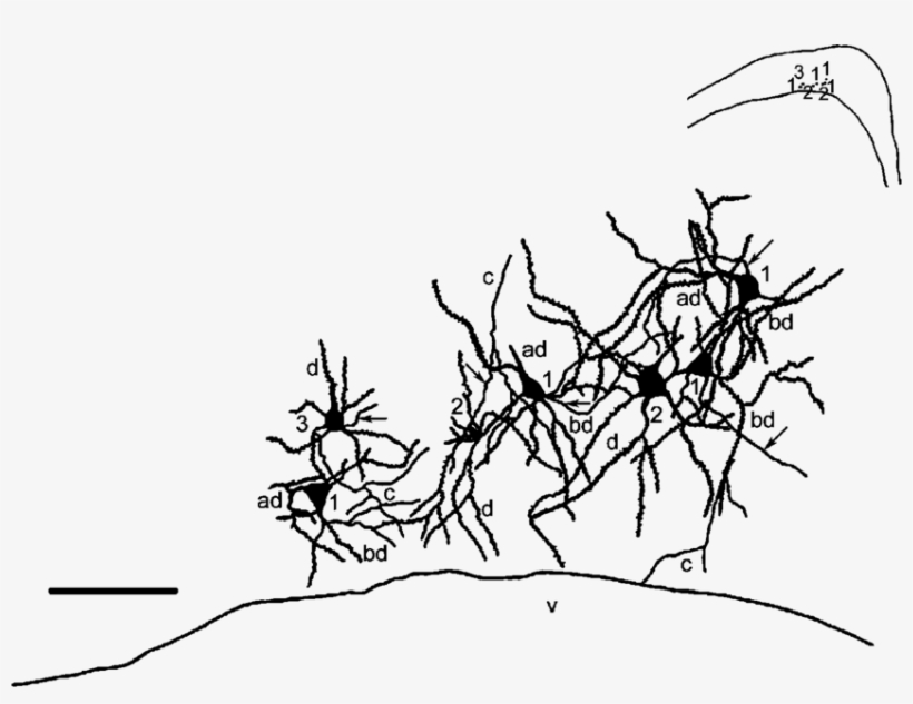 Camera Lucida Drawing Of The Neurons Of The Ci - Line Art, transparent png download
