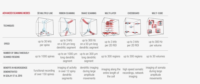It Therefore Supports Imaging Of Entire Dendritic Segments - Number, transparent png download