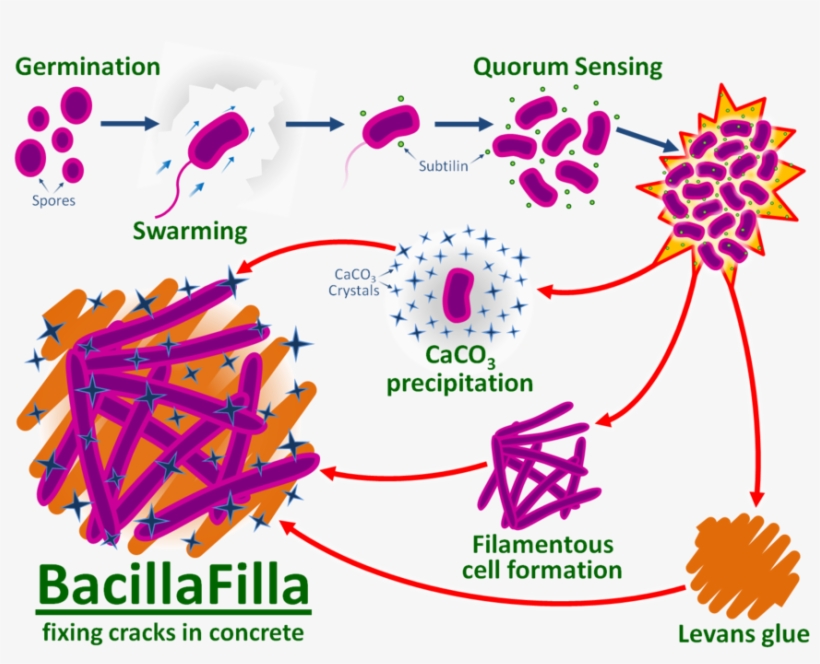 Therefore The Mixture Of All The Three Elements Together - Bacteria Used In Concrete, transparent png download