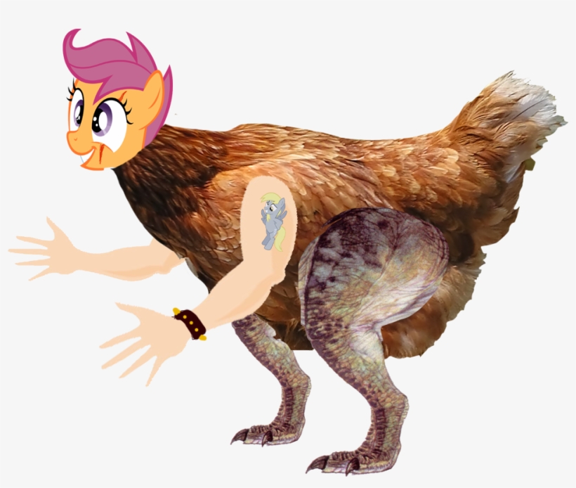 Rhode Island Red Wyandotte Chicken Chicken Bird Fauna - Live Chicken, transparent png download