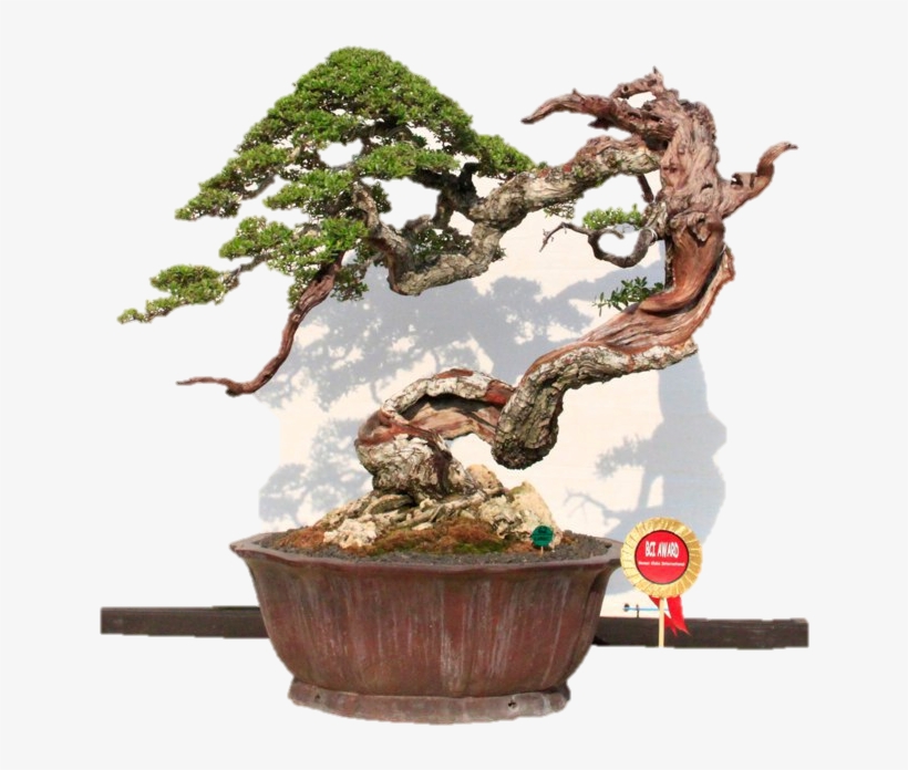 As Cortinas Do Tempo - Bonsai Indonesia Robert Steven, transparent png download