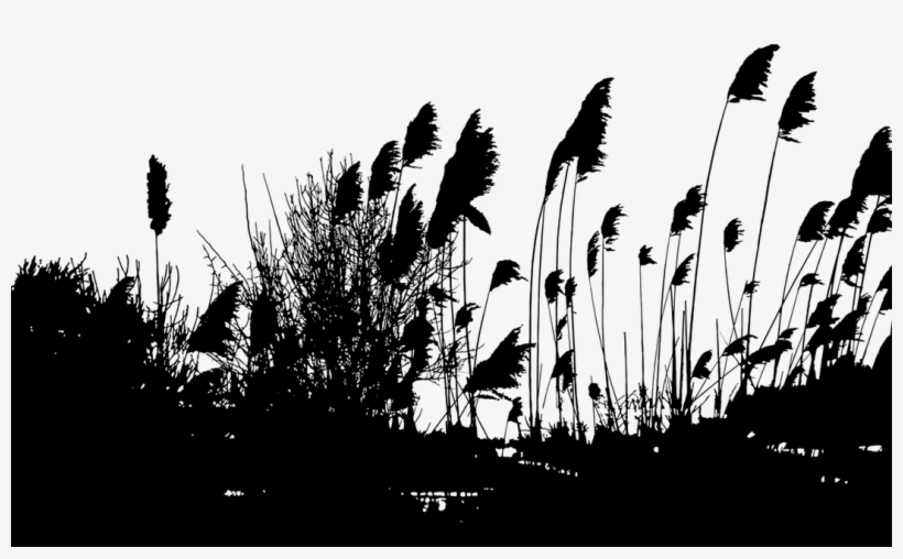 Clipart The Sun Also Sets - Reeds Silhouette, transparent png download