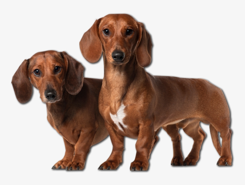 Vector Freeuse Stock Cuddly Collectibles Pampered Pet - Dachshund Transparent, transparent png download