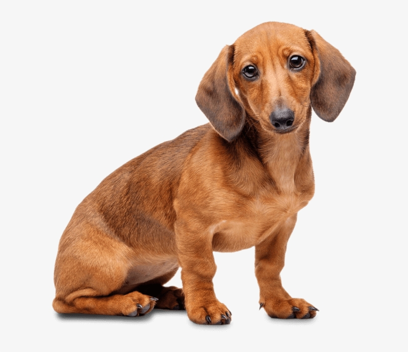 Dachshund - Miniature Dachshund With Transparent Background, transparent png download