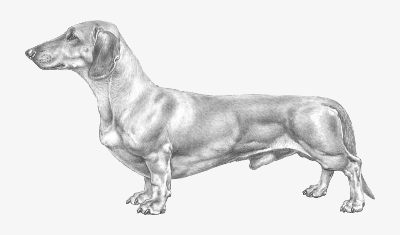 Dachshund, Standard - Dachshund Breed Standard, transparent png download