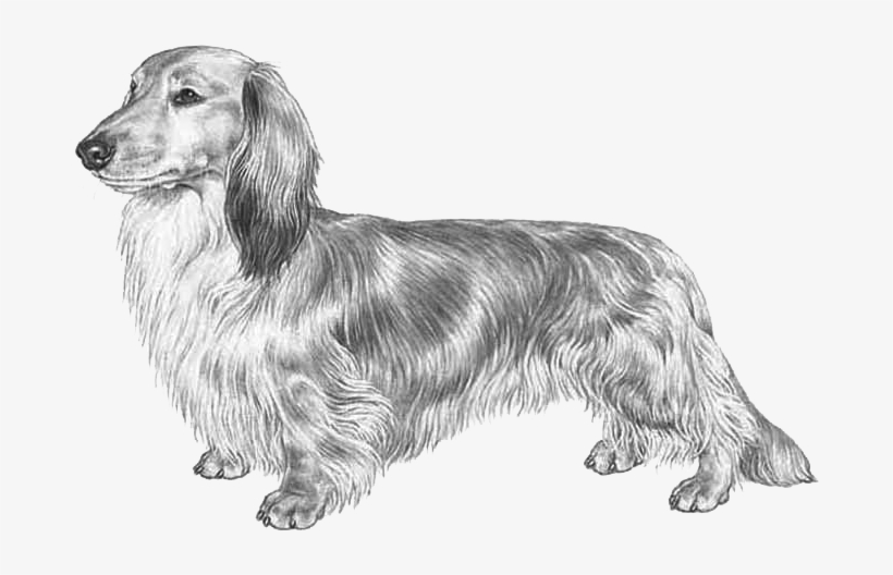 Dachshund Long Haired Fci148 - Dachshund, transparent png download