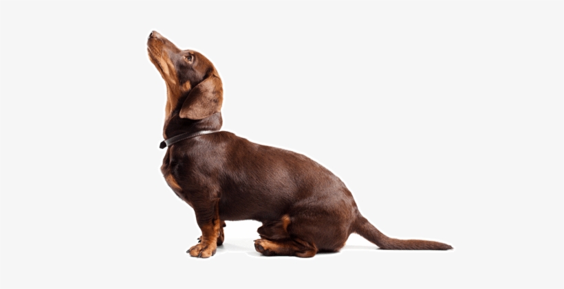 Looking For A Dachshund Puppy Or Dog In Indianapolis, - Stock Photography, transparent png download
