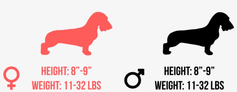 Smooth, Wirehair, Or Longhair Dachshunds Will Weight - Bribe, transparent png download