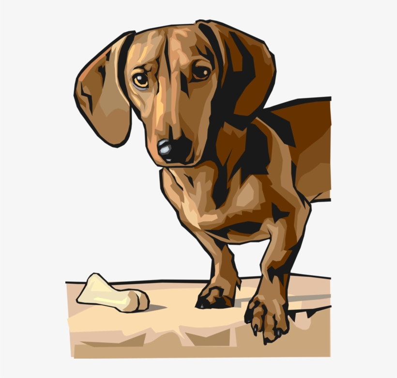 Vector Illustration Of Cute Dachshund Dog Looking At - Dachshund3.png Shower Curtain, transparent png download