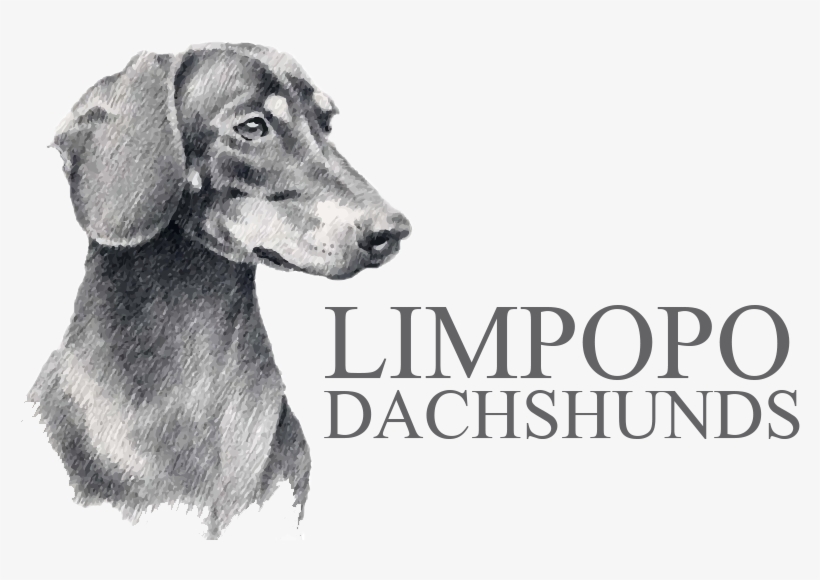 Logo-final - Dachshund T-shirt - Your Dog Name, transparent png download