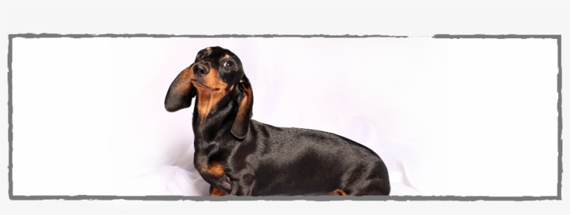 Dachshund, transparent png download