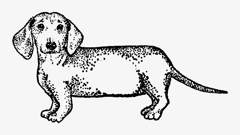 Dachshund - Dog Yawns, transparent png download