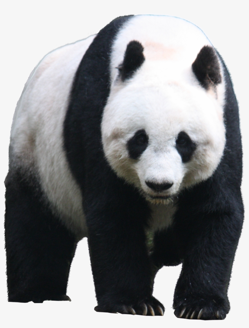 Lin Manuel Miranda On A Panda, transparent png download