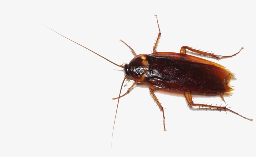 Cockroach Transparent - Dead Man's Trip, transparent png download