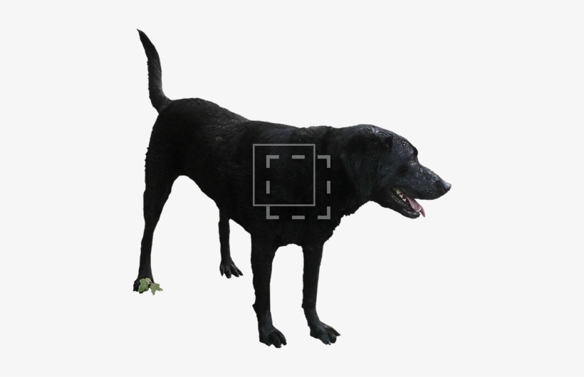 Parent Category - Perro Negro Png, transparent png download