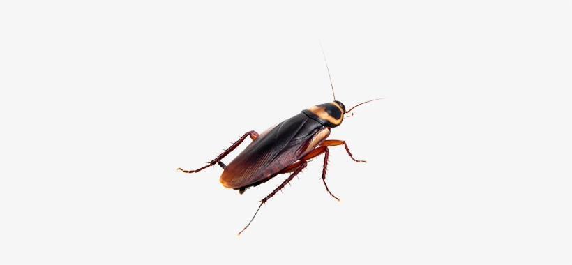 If You Kill A Roach, Make Sure It's Crushed Completely - Buyalot 10 Pcs Cockroach Traps For Home Pest Control, transparent png download