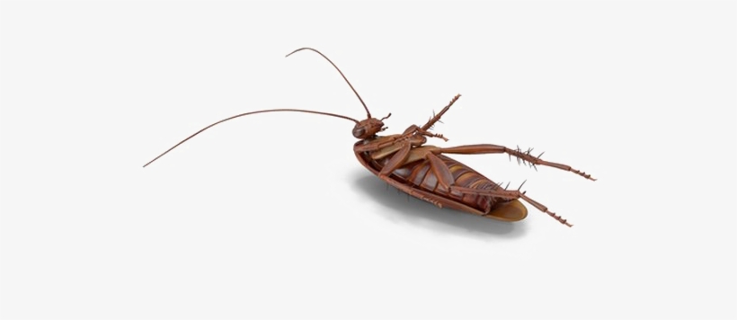 Cockroach Png File Download Free - Mosquito, transparent png download