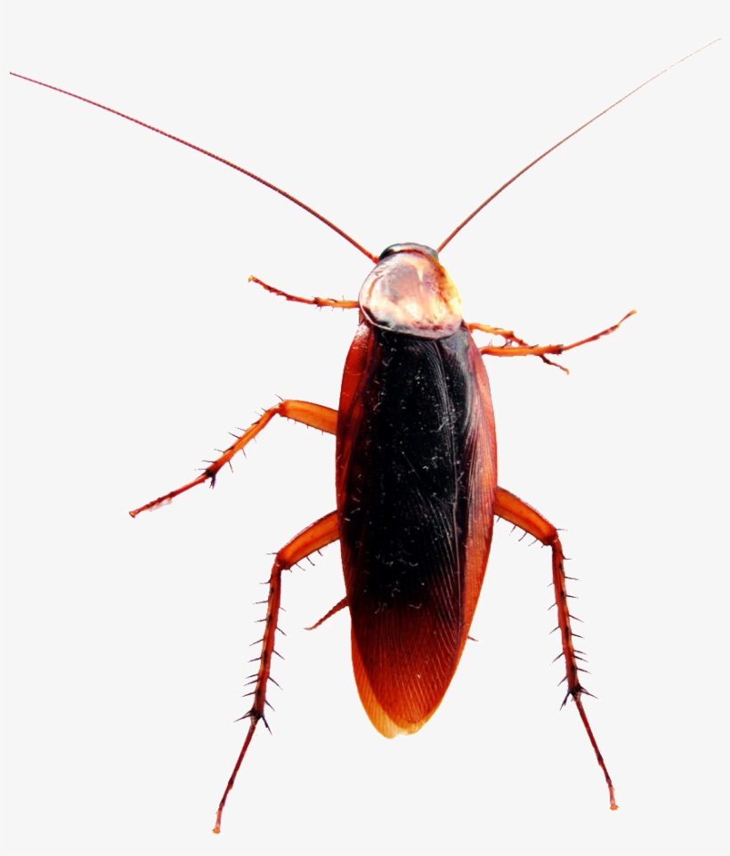Politically Incorrect Thread Cockroach Parts Of Body Png Image Transparent Png Free Download On Seekpng