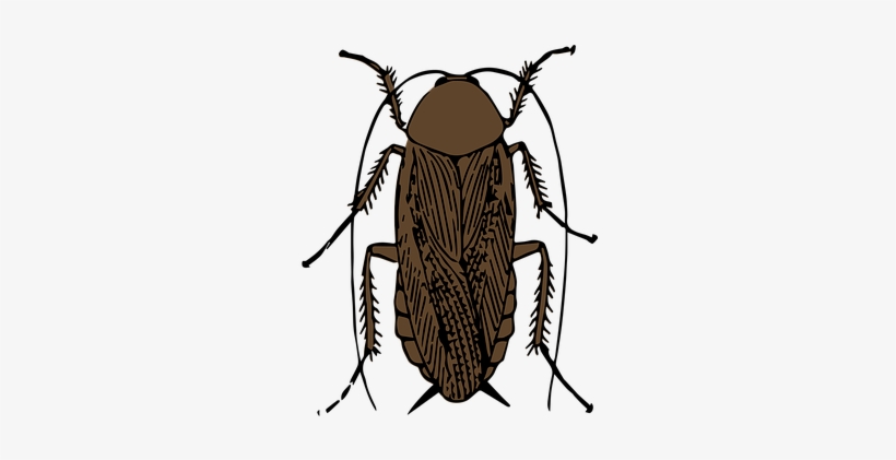 Animal Bug Cockroach Insect Cockroach Cock - Cockroach, transparent png download