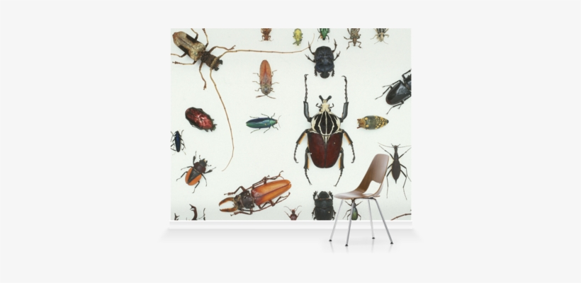 Murals Of Various Beetles 3 By Natural History Museum - Stock Photography, transparent png download