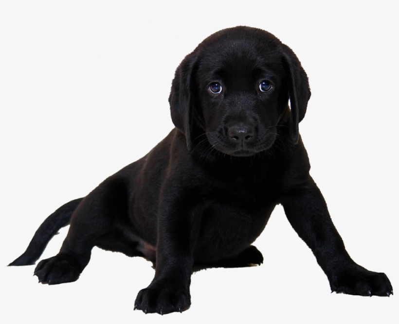 Black Lab Png - Black Lab Puppy White Background, transparent png download
