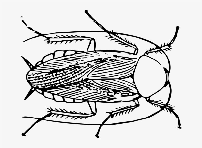 Picture Black And White Download The Cockroach Papers - Cockroach Nline Engraving Rolled Canvas Art - (24 X, transparent png download