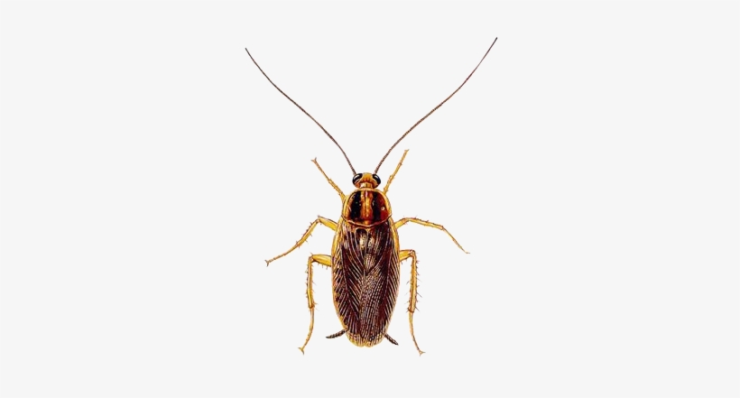 A1 Exterminators German Cockroach Control Pest Control - Cockroach, transparent png download