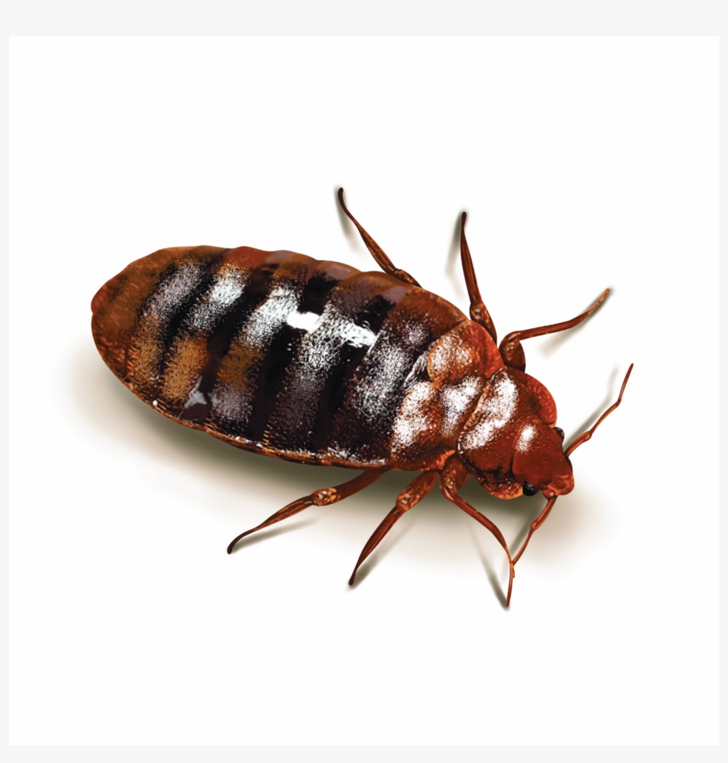 Cock Roach 1-10 - Bed Bugs, transparent png download
