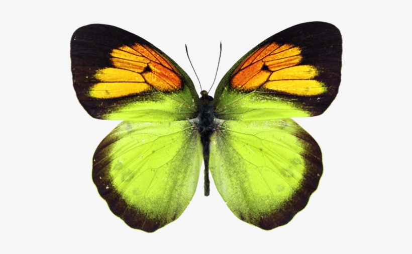 Papillons - Page - Butterfly, transparent png download