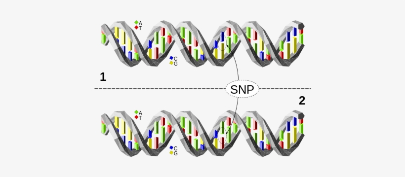 Acer Scientists Are Looking At The Role That Genetic - Polimorfismo De Nucleotido Simple, transparent png download