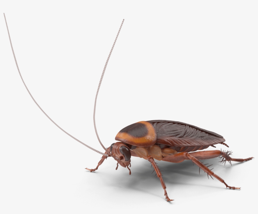 Cockroach Control - Insect, transparent png download