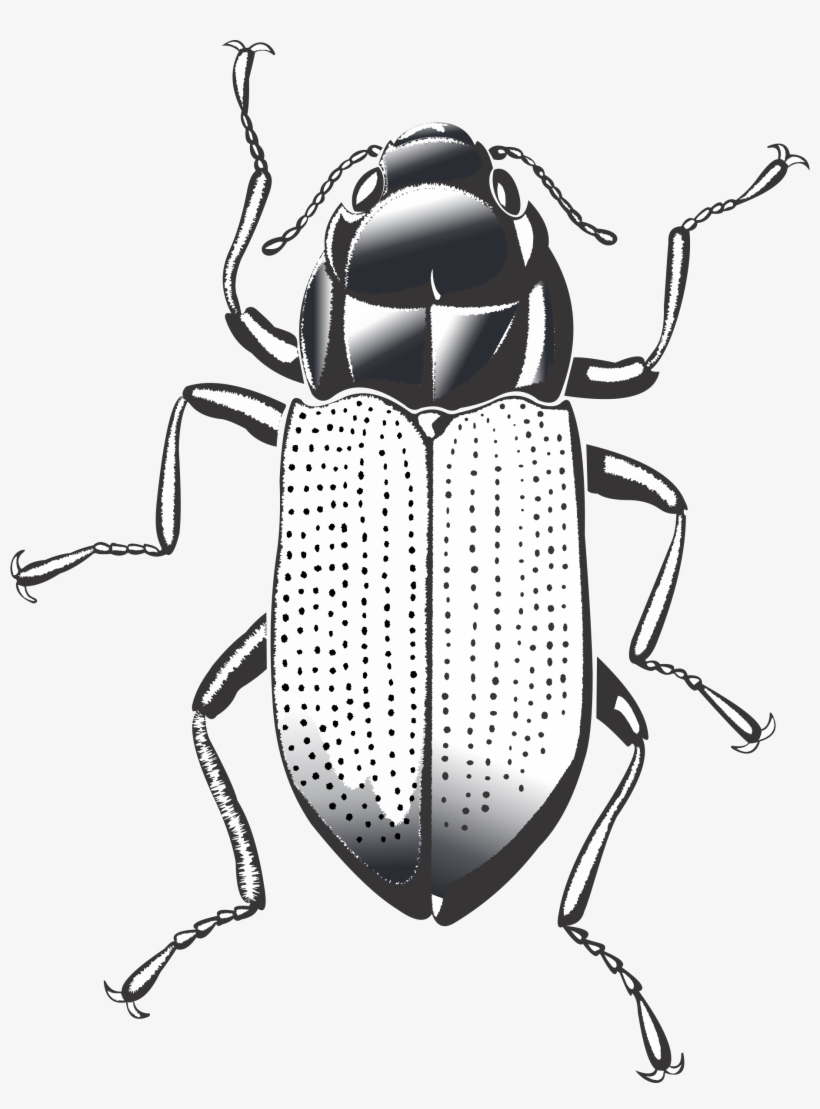 Big Image - Cockroach, transparent png download