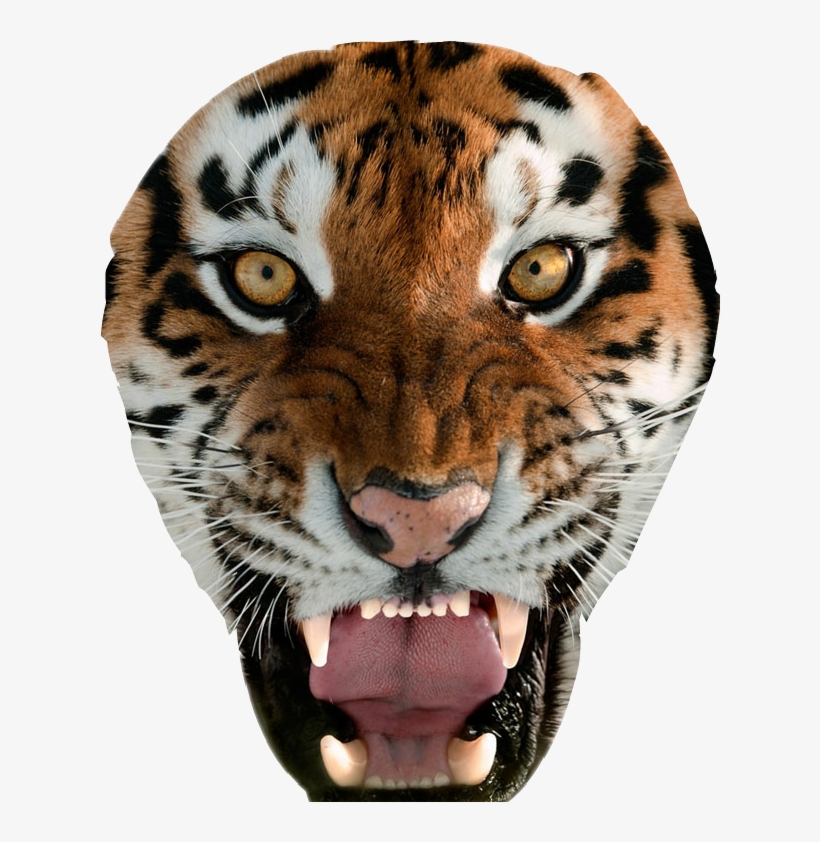 Report Abuse - Tiger Golden Eye, transparent png download