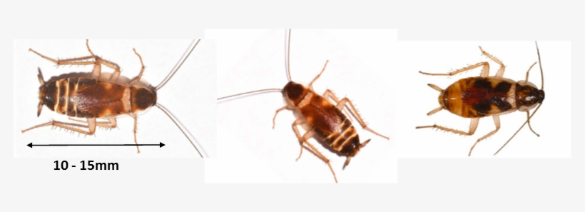 Brown Banded Cockroach Identification - Cockroach Pest Control Perth, transparent png download