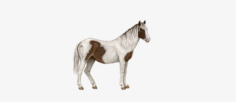 Horse Mottled White Brown Standing Digital - Cb Horse Editing Png, transparent png download