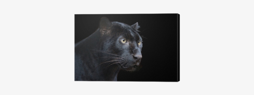 Leopard, transparent png download
