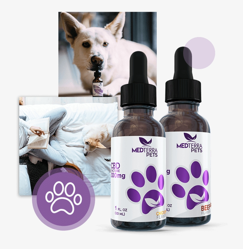 Medterra Pets Family Shoot - Tincture Of Cannabis, transparent png download
