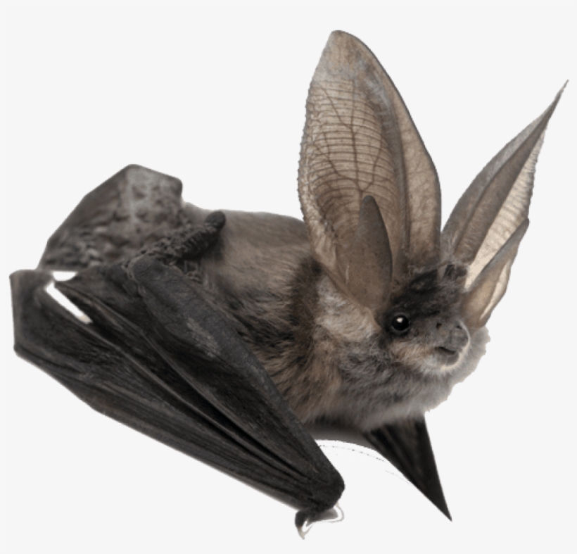 Free Png Download Bat Large Ears Png Images Background Bat Animal PNG