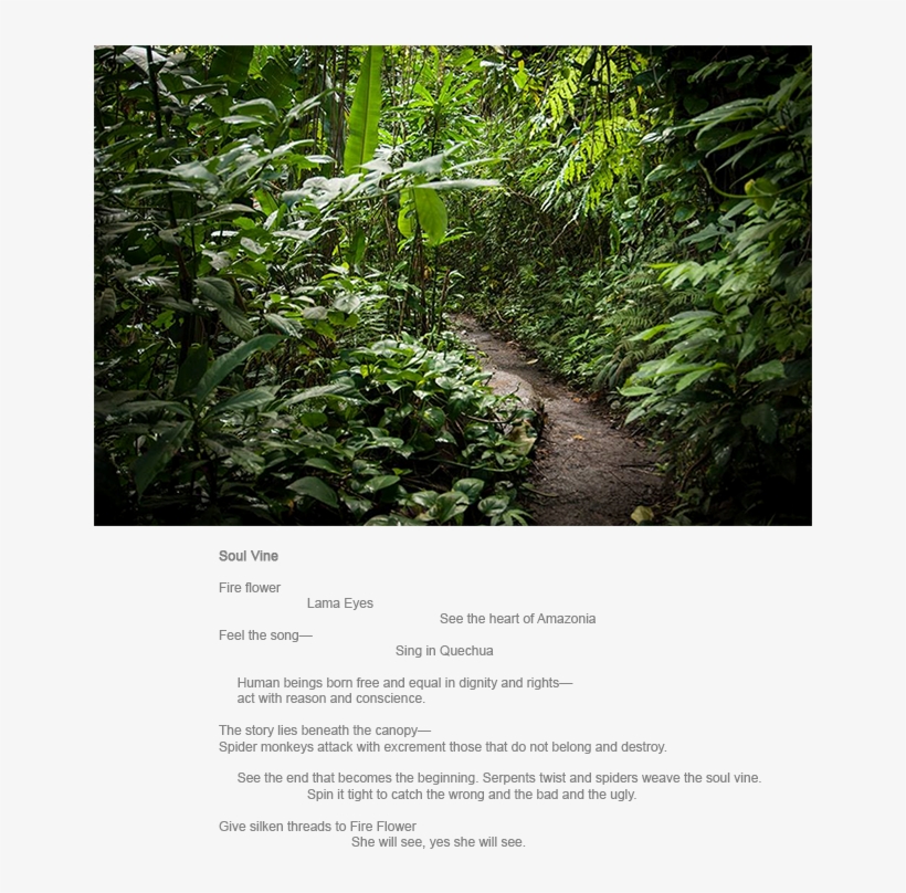 Soul Vine A Green Dream - Old-growth Forest, transparent png download