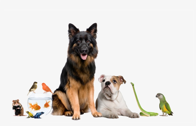 Your Pets Can Now Rest Easy Apply Poweroe Odor Eliminating - Mascotas De Apartamento, transparent png download